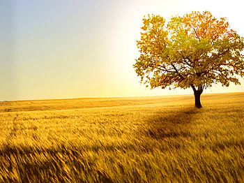 Yellow Tree In Yellow Field, trees, nature, field, graphy, landscape HD wallpaper
