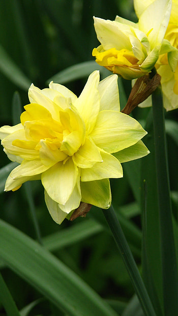 Daffodil, Yellow, Flower HD phone wallpaper