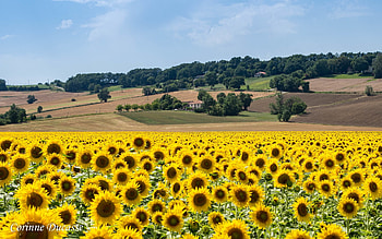 Sunflowers in France, France, fields, nature, sunflowers HD wallpaper