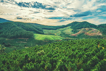 Captivating landscape of verdant hills and forests under a dramatic sky, perfect for nature lovers. HD wallpaper