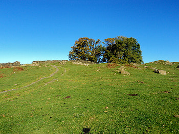 Lonely Tree, trees, blue sky, autumn, field HD wallpaper