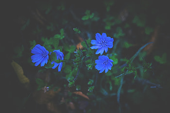 Flowers, Grass, Dark HD wallpaper
