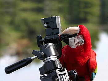 Tripod Tester, tripod, bird, parrot, camera HD wallpaper