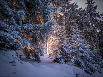 Winter, Nature, Trees, Snow, Coniferous, Forest HD wallpaper