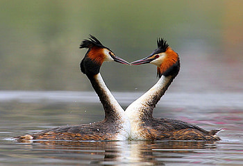 Love Birds, beautiful HD wallpaper