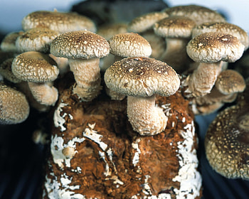 Mushroom , Background , Mushroom HD wallpaper