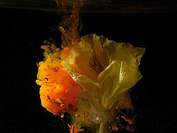 Bursting-Flowers, bursting, flowers, high-speed, graphy HD wallpaper