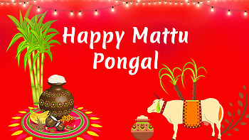 Happy Mattu Pongal Red Background Pongal HD wallpaper