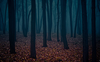 pin Dark clipart creepy forest HD wallpaper