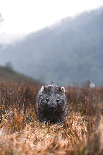 Cute Australian animals, Wild animal graphy, Wombat HD phone wallpaper