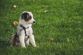 Cute Australian Shepherd puppy with leash sitting on green grass outdoors. HD wallpaper