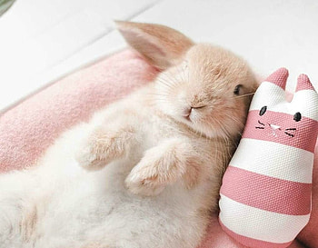 Bunnies, bunny, toy, pink, cute, funny, sleep, rabbit HD wallpaper