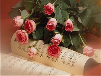 Intimacy, nature, flowers HD wallpaper