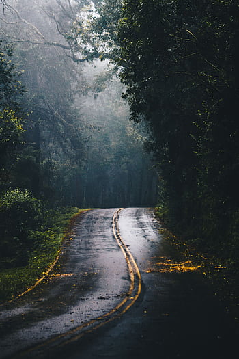 A misty forest road with striking fog and wet asphalt, ideal for scenic journeys. HD phone wallpaper