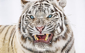 white tiger, predator, , vector art, white tiger drawing, creative art, white tiger art, vector drawing, abstract animals, tigers, fury white tiger HD wallpaper