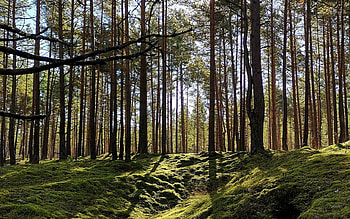 Pine Forest in Latvia, trees, Latvia, forest, moss HD wallpaper