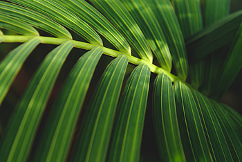 Leaf, fresh and green, close up HD wallpaper