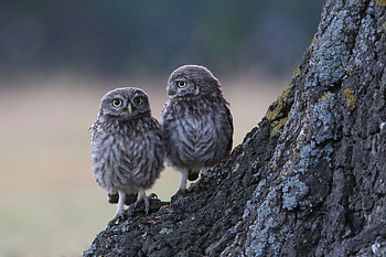 Two Owls Sitting On Branch , owl, birds HD wallpaper