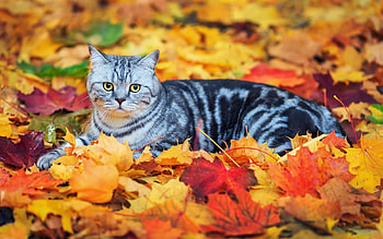 Autumn Kitten, animal, kitten, leaves, autumn, cat HD wallpaper