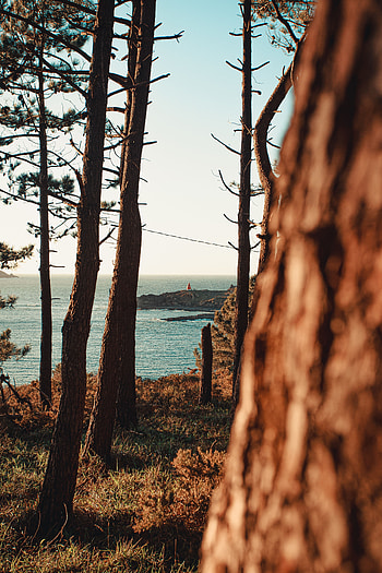 Landscape, Nature, Trees, Sea, Coast HD phone wallpaper