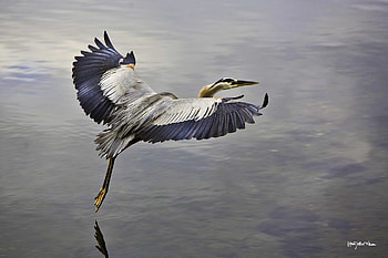 Animals, Water, Sky, Bird, Flight, Takeoff HD wallpaper