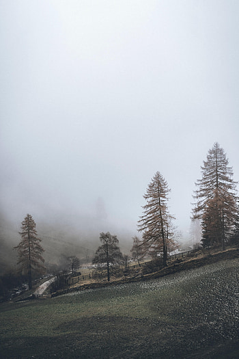 Nature, Trees, Fog, Fence, Hill HD phone wallpaper