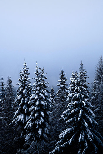 Winter, Nature, Trees, Snow, Fir-Trees, Forest HD phone wallpaper