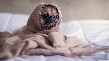 Pug, Dogs HD wallpaper