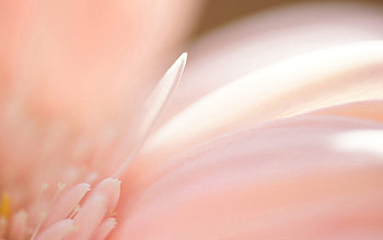 Background, Plant, Macro, Petals, Blur, Smooth HD wallpaper