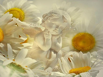 Angel among the Flowers, cherub, white, pretty, petals, yellow, angel, fresh, daisies HD wallpaper