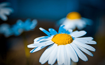 Camomile, Flower, Macro, Shine, Light, Petals, Chamomile HD wallpaper