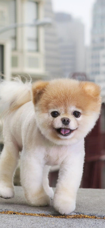 Boo the Pomeranian, Cute and fluffy HD phone wallpaper