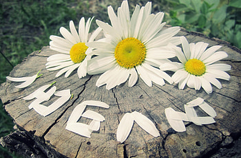 Flowers, Camomile, Petals, Inscription, Buds, Stump, Three, Penek HD wallpaper