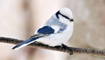 Azure Tit, Frosty Blue Beauty, Tiny Songbird, Captivating Charm HD wallpaper