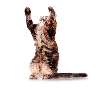 Playful kitten, pisica, kitten, white, cute, cat, funny, paw HD wallpaper