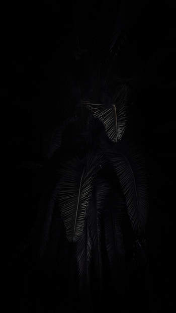 Dark, Palm, Branches HD phone wallpaper