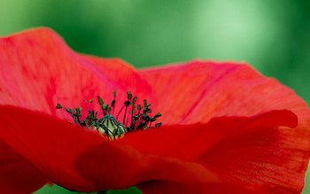 Flowers, Macro, Petals, Poppy HD wallpaper