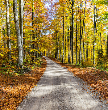 Nature, Trees, Autumn, Road, Foliage HD phone wallpaper