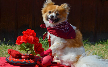 Animals, Flowers, Grass, Dog, Stroll, Romance, Bandana HD wallpaper