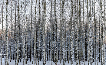 Winter, Nature, Trees, Snow, Birches, Forest HD wallpaper