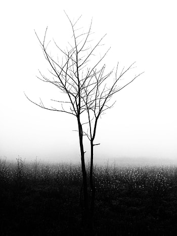 Nature, Wood, Tree, Fog, Minimalism, Bw, Chb HD phone wallpaper