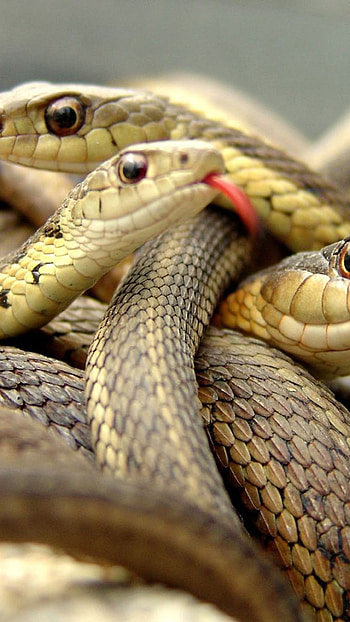 Snake, Serpientes Snake HD phone wallpaper