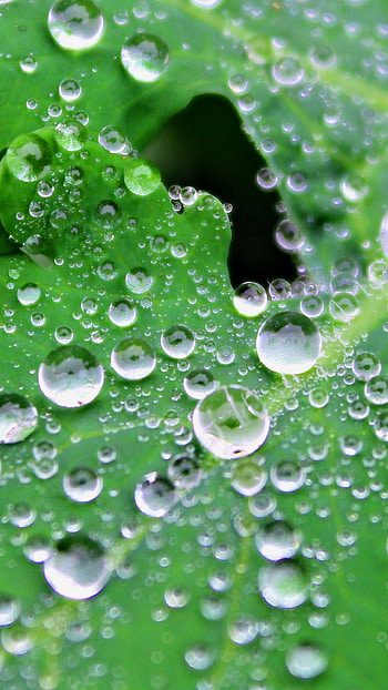 Water Drops on Green Leaf, green leaf, water drops HD phone wallpaper