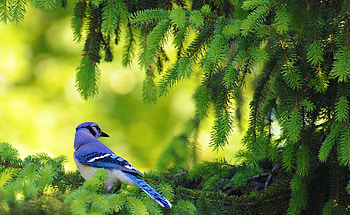 Bird perched on spruce, Natural habitat, Serene nature, Branches in focus HD wallpaper