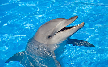 Dolphin, Animals, Water, Head, To Swim, Swim HD wallpaper