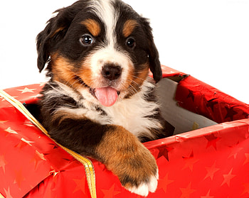 Glad to meet you, dog, baby, present, gift, glad, puppy, animals, love, christmas, red, pet, happy, friend, always, forever HD wallpaper