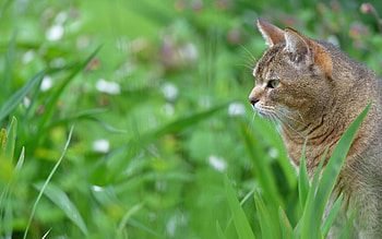 Animals, Grass, Cat, Muzzle, Profile HD wallpaper