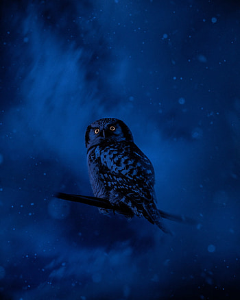 The Owl, atmosphere, snowy_owl HD phone wallpaper