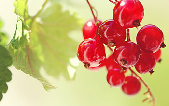 Currants, , Background HD wallpaper