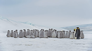 Antarctic penguin , High resolution delight, Arctic beauty, background HD wallpaper